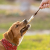 Picture of Dog chew toy