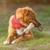 Picture of Dog chew toy